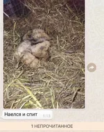 Сурок России по кличке Филимон проспал День Сурка.webp