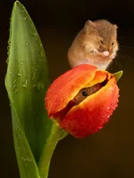 Евразийская мышь-малютка - самый маленький грызун Европы 8.webp