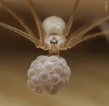 Посмотрите на финалистов конкурса «Фотограф дикой природы года» 10.webp