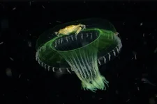 Посмотрите на финалистов конкурса «Фотограф дикой природы года» 9.webp