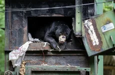 Посмотрите на финалистов конкурса «Фотограф дикой природы года» 6.webp