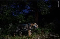 Посмотрите на финалистов конкурса «Фотограф дикой природы года» 5.webp