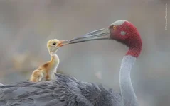 Посмотрите на финалистов конкурса «Фотограф дикой природы года» 4.webp