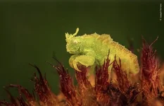 Посмотрите на финалистов конкурса «Фотограф дикой природы года»..webp