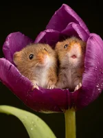 Евразийская мышь-малютка - самый маленький грызун Европы 2.webp