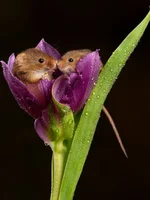 Евразийская мышь-малютка - самый маленький грызун Европы 3.webp