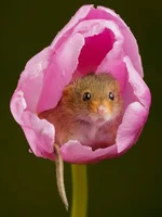 Евразийская мышь-малютка - самый маленький грызун Европы 4.webp