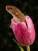 Евразийская мышь-малютка - самый маленький грызун Европы 5.webp