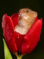 Евразийская мышь-малютка - самый маленький грызун Европы 7.webp