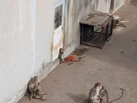 Макак из японского зоопарка с тяжёлой судьбой..webp